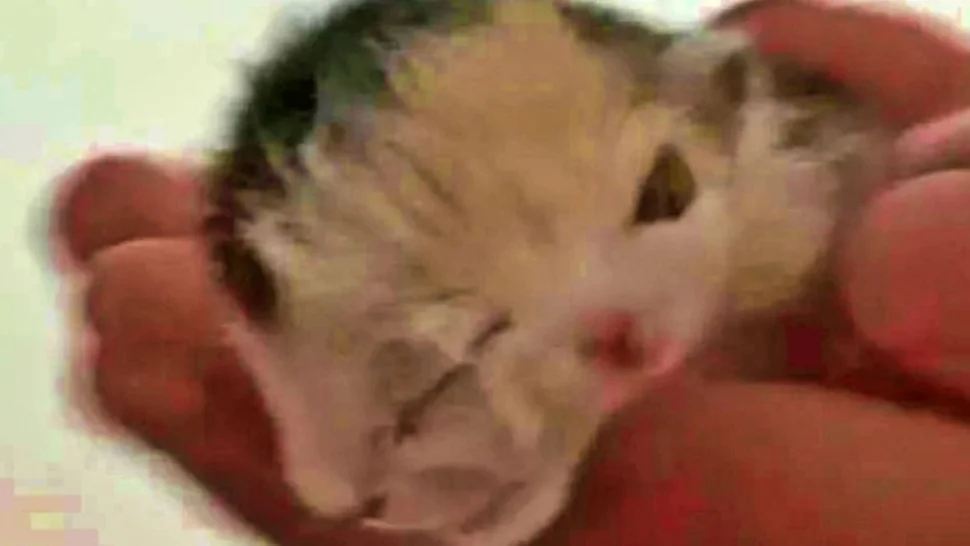 Gatito